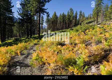 Gelber Farn und Bäume entlang des High Sierra Trail. Stockfoto