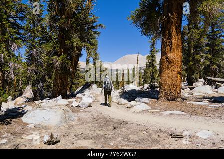 Ein Wanderer auf dem High Sierra Trail in Richtung Mt. Whitney Stockfoto