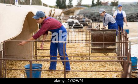 Junge Farmerin in Overalls mit einem Eimer Wasser, um Kälber während der Arbeit auf dem Bauernhof zum Trinken zu bringen Stockfoto