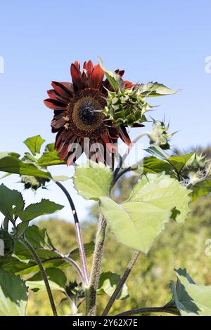 Bienen auf einer roten Sonnenblume in einem Garten vor einem blauen Himmel. Stockfoto