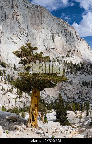 Kiefern entlang des Wanderweges am Mt. Whitney. Stockfoto