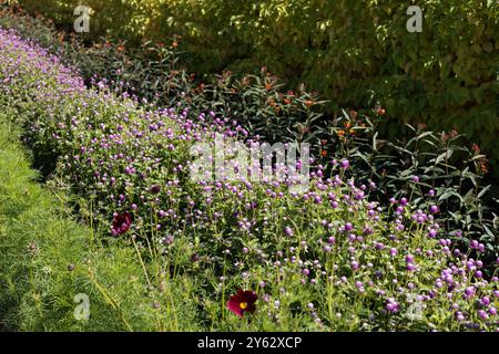 Globus Amaranth Blumen - Gomphrena globosa - wachsen unter anderen Blumen in einem Garten. Stockfoto