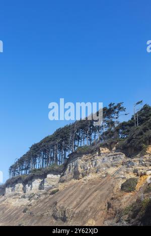 Eine Reihe von Bäumen in einer diagonalen Linie auf einer Klippe am Beverly Beach an der Küste Oregons. Stockfoto