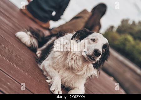 Zeit zum Entspannen. Niedlicher Hund, der auf der Holzplattform in der Nähe des Sees liegt und seine Besitzer im Hintergrund sitzen Stockfoto