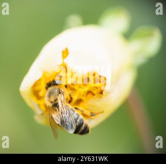 Makroaufnahme einer Biene auf einem Kakteen, die den atemberaubenden Kontrast zwischen der Widerstandsfähigkeit der Natur und der zarten Schönheit in einem perfekten Moment feststellt Stockfoto