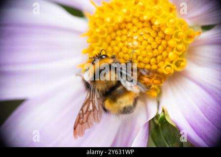 Makroaufnahme einer Biene auf einem Kakteen, die den atemberaubenden Kontrast zwischen der Widerstandsfähigkeit der Natur und der zarten Schönheit in einem perfekten Moment feststellt Stockfoto