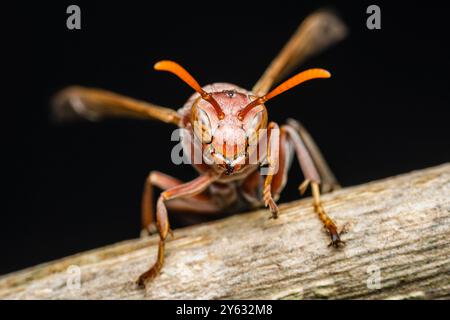 Rote Wespe auf einem Ast vor schwarzem Hintergrund. Mit leuchtenden Farben und komplexen Details. Augen. Antenne. Flügel. Und Beine sichtbar. Satte Farbtöne Co Stockfoto