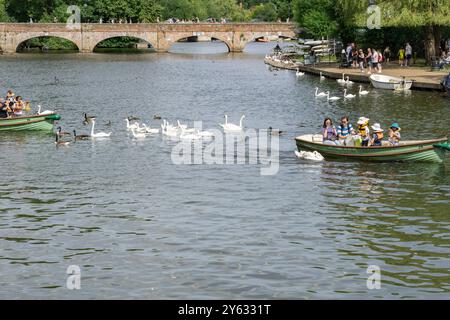 Stratford upon Avon; 28. Juli 2024; Weißer Schwan folgt Touristen im Ruderboot auf dem Fluss Stockfoto