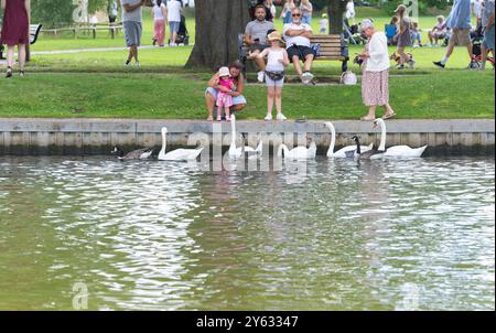 Stratford Upon Avon - Vereinigtes Königreich; 28. Juli 2024; Fütterung von Gänsen und Schwänen auf dem River Walk entlang Avon am Sommertag Stockfoto