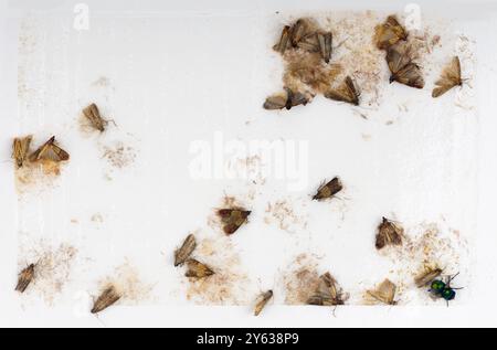 Nahaufnahme von Nahrungsfalter, die an einer Falle hängen. Stockfoto