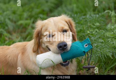 Golden Retriever mit einer Puppe im Mund auf grünem Gras Stockfoto