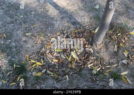 Madrid, 14.11.2017. Der Teich des Tierno-Galván-Parks im Bezirk Arganzuela. Verschlechterung des Bereichs. Blattstreu. Foto: Jaime García. ARCHDC. Quelle: Album / Archivo ABC / Jaime García Stockfoto