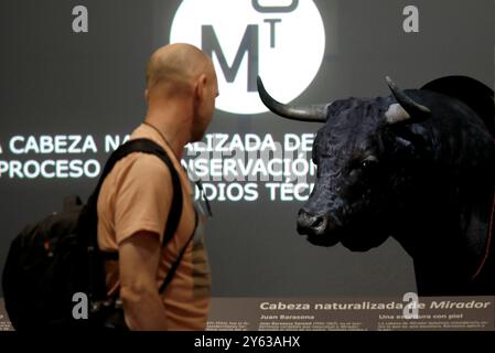 Córdoba, 17.10.2019. Cabeza de Mirador, der Stier, mit dem der Stierkämpfer Manolete sein Debüt gab, ist im Stierkampfmuseum zu sehen. Foto: Valerio Merino. ARCHOR. Quelle: Album / Archivo ABC / Valerio Merino Stockfoto