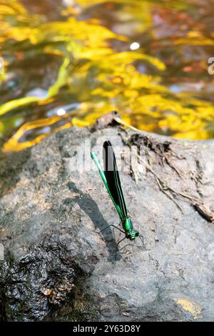 Ebony Jewelwing Damselfly in den Paskamansett Woods, Dartmouth, Massachusetts Stockfoto