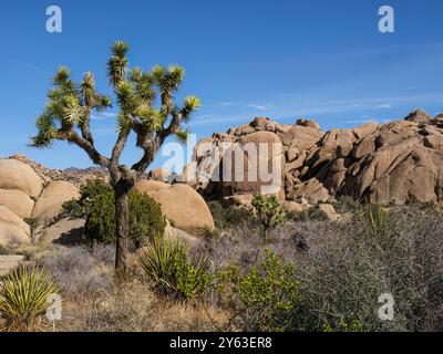 Joshua Tree, Yucca brevifolia, zwischen verwitterten Felsen im Joshua Tree National Park, Kalifornien, USA. Stockfoto