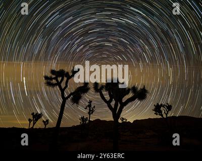 Joshua Trees, Yucca brevifolia, Untersternpfade im Joshua Tree National Park, Kalifornien, USA. Stockfoto