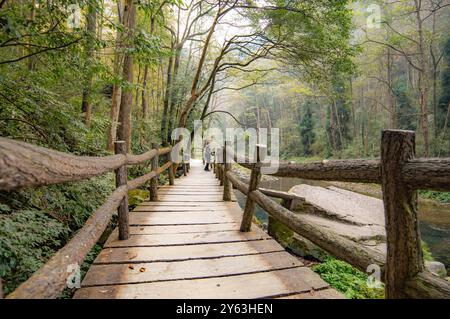 Gehen Sie in Zhangjiajie in China, Provinz Hunan, mit einer Frau, die auf einem Wachweg zwischen den Baumkronen des Regenwaldes in der Wildnis steht. Stockfoto