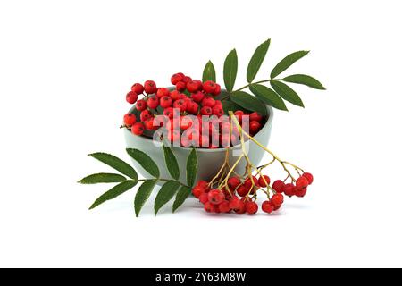 Ein fesselndes Arrangement aus roten vogelbeeren mit grünen Blättern in einer Schüssel, vor einem sauberen weißen Hintergrund. Perfekt für Naturkonzepte, fres Stockfoto