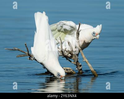 Ein paar kleine Corellas trinken am Herdsman Lake in Perth, Western Australia. Stockfoto