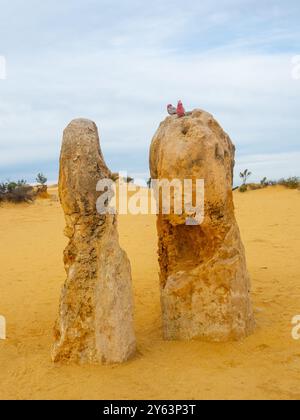 Ein Paar Galahs (eine Art Kakadu) in den Pinnacles im Nambung National Park, Western Australia. Stockfoto