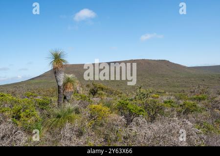 Ein Grasbaum, der im Lesueur National Park in der Nähe von Cervantes in Western Australia wächst. Mount Michaud ist im Hintergrund. Stockfoto