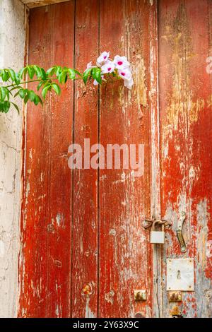 Porträt von Bower Pandorea Jasminoides Blume vor abblätternder roter Farbe auf einer verrotteten und verfaulenden Tür mit rostigem Schloss und Schlüsselloch Stockfoto