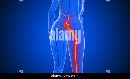 Nervenschmerzen des Ischias im menschlichen Körper Stockfoto