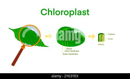 Chloroplastenphotosynthese Infographische Elemente, Chloroplastenorganellen, Struktur in Zellen von Pflanzen, Querschnitt eines Chloroplasten aus Pflanze Stockfoto