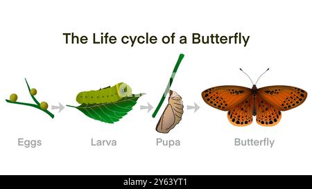 Lebenszyklus des gewöhnlichen Flügelschmetterlings, Metamorphose von raupe zu Chrysalis, Schmetterlingslebenszyklus, Cartoon raupe Insekten Metamorphose, Ei Stockfoto