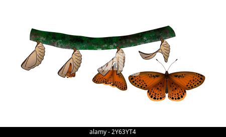 Lebenszyklus des gewöhnlichen Flügelschmetterlings, Metamorphose von raupe zu Chrysalis, Schmetterlingslebenszyklus, Cartoon raupe Insekten Metamorphose, Ei Stockfoto