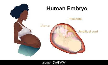 Schwangere Frau, Fötus in der Gebärmutter, schwangere Frau im Bauch, Mutterschaft. Ungeborenes menschliches Embryobaby in der Gebärmutterwand, positioniert das Kind im Gebärmutterleib Stockfoto