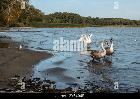 Schwäne am Ufer der Kurischen Lagune auf der Kurischen Nehrung im Dorf Lesnoy. Region Kaliningrad. Russland Stockfoto