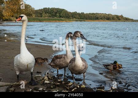 Schwäne am Ufer der Kurischen Lagune auf der Kurischen Nehrung im Dorf Lesnoy. Region Kaliningrad. Russland Stockfoto