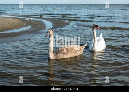 Schwäne in der Kurischen Lagune auf der Kurischen Nehrung im Dorf Lesnoy. Region Kaliningrad. Russland Stockfoto