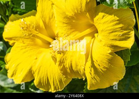 Schöne gelbe Hibiskusblüten in Clermont, Florida. (USA) Stockfoto