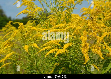 Solidago canadensis, bekannt als Canada goldenrod oder Canadian goldenrod Yellow Flowers. Stockfoto