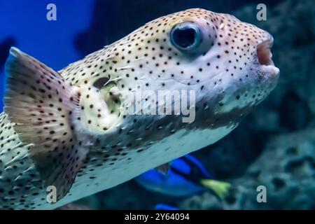 Stachelfische mit Punktflossen (Diodon hystrix) im Georgia Aquarium in der Innenstadt von Atlanta, Georgia. (USA) Stockfoto