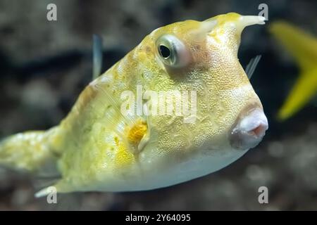 Longhorn-Kuhfisch (Lactoria cornuta) im Georgia Aquarium im Zentrum von Atlanta, Georgia. (USA) Stockfoto