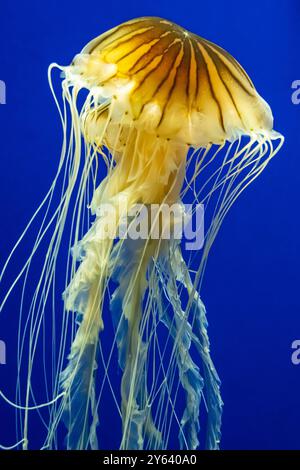 Japanische Nessel (Chrysaora pacifica) im Georgia Aquarium in der Innenstadt von Atlanta. (USA) Stockfoto