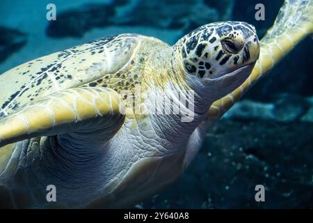 Grüne Meeresschildkröte (Chelonia mydas) am Georgia Aquarium in der Innenstadt von Atlanta, Georgia. (USA) Stockfoto