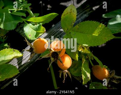 Verwelkte Rosenknospen, Samenköpfe vor dem Hintergrund eines alten Zauns Stockfoto