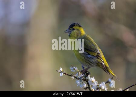 Eurasischer Siskin [ Spinus spinus ] männlicher Vogel, der auf blühendem Schwarzdornstrauch singt Stockfoto