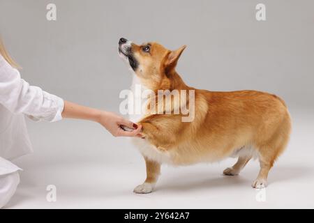 Welsh Corgi Hund gibt Pfoten an Besitzer, auf weißem isoliertem Hintergrund, Hundeausbildung, Tierpflege, Familienhund Stockfoto