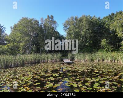 Ein Dock, das sich von einem mit Bäumen gefüllten Ufer mit hohem Gras und Seerosenpolstern auf einem See erstreckt. Stockfoto