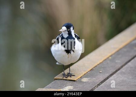 Weibliche Elster-Lerche oder Peewee-Vogel, die auf einem gelben rutschfesten Griff am Rand einer Holzterrasse neben einem See steht Stockfoto