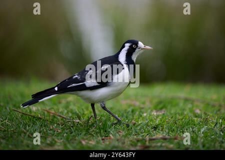 Seitenansicht einer weiblichen Elsterlarche oder eines Peewee Vogels, der auf einem grasbewachsenen Gelände in einem Park spaziert Stockfoto