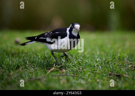 Weibliche Elster-Lerche, die auf Gras läuft, mit leicht gedrehtem Kopf, in den Vordergrund startend Stockfoto