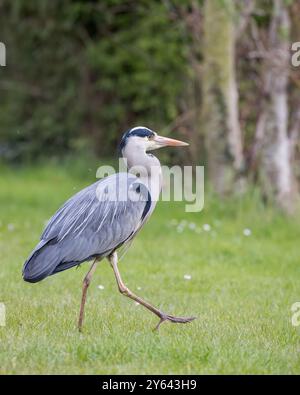 Graureiher, der auf Gras läuft Stockfoto