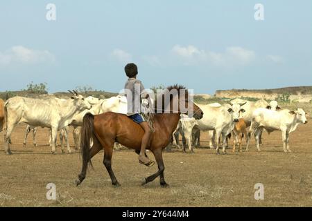 Ein Kind, das an einer Rinderherde vorbeikommt, während er während der Trockenzeit auf einem Pony auf einem Küstenrasenland in Tosi auf der Insel Sumba, Ost-Nusa Tenggara, Indonesien reitet. Stockfoto