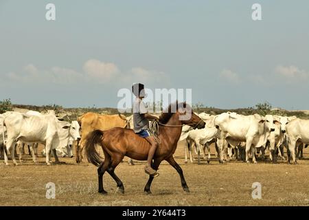 Ein Kind, das an einer Rinderherde vorbeikommt, während er während der Trockenzeit auf einem Pony auf einem Küstenrasenland in Tosi auf der Insel Sumba, Ost-Nusa Tenggara, Indonesien reitet. Stockfoto